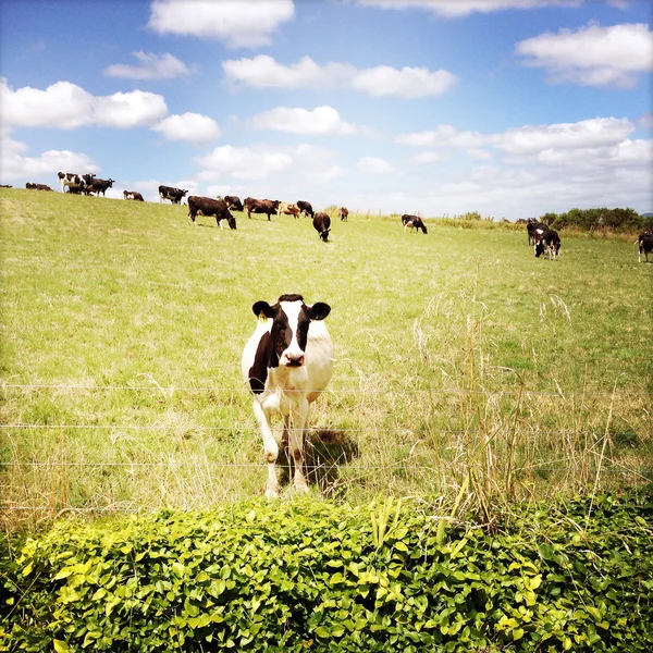 Vacas leiteiras, NZ — Fotografia de Stock