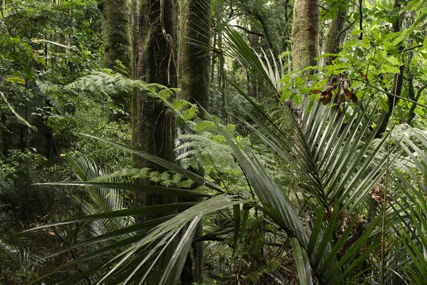 Floresta tropical da selva — Fotografia de Stock