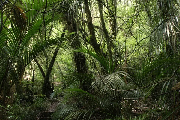 Tropické džungle Les — Stock fotografie