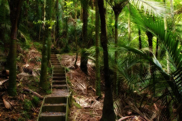 Passos na floresta — Fotografia de Stock