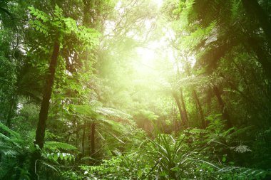 Tropikal ormanda ağaç gölgeliği 