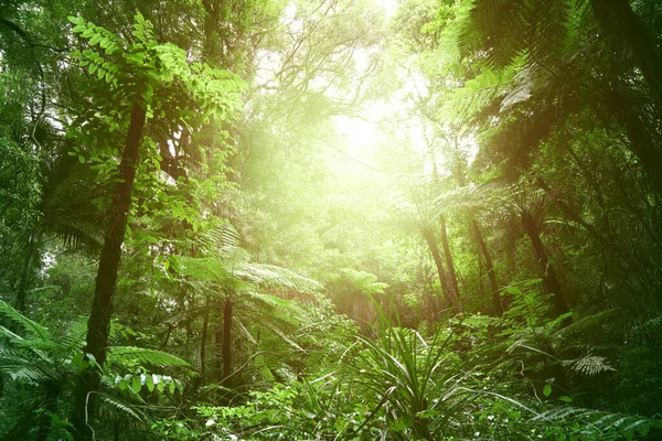 Δέντρο Θόλο Στην Τροπική Ζούγκλα — Φωτογραφία Αρχείου