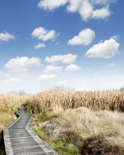 Wetland — Stock Photo, Image