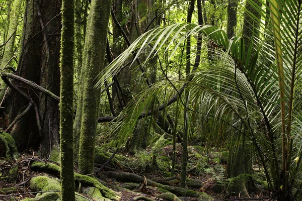 Selva — Fotografia de Stock