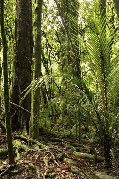 Selva — Fotografia de Stock