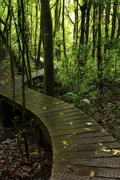 森林浮桥 — 图库照片