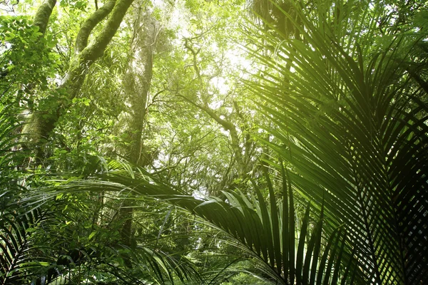 Jungle — Stockfoto