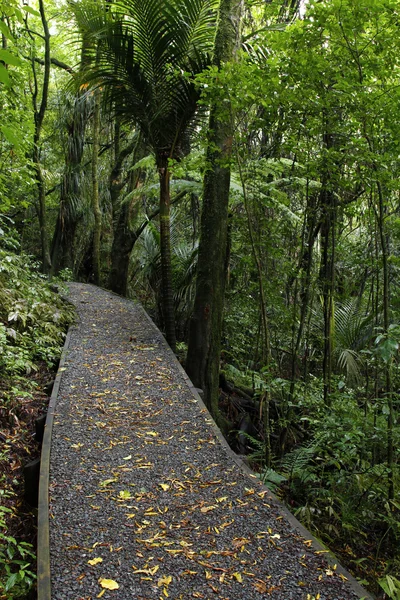 Waldpromenade — Stockfoto