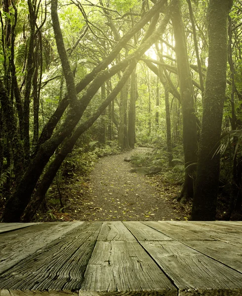 Bosque — Foto de Stock