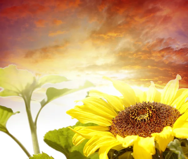 Girasole — Foto Stock