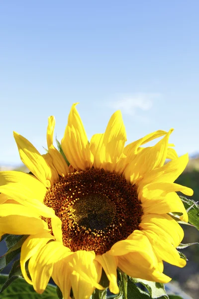 Girasole — Foto Stock