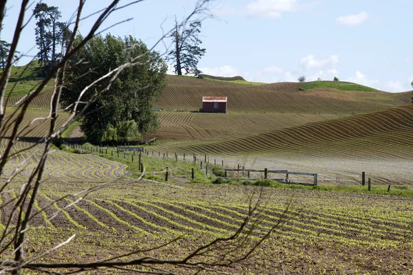 Grange dans le champ — Photo