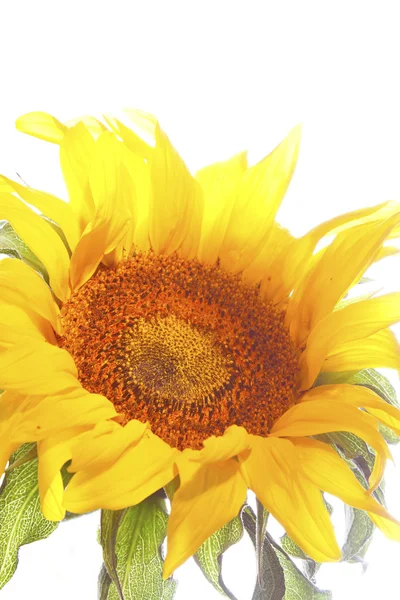 Sonnenblume — Stockfoto