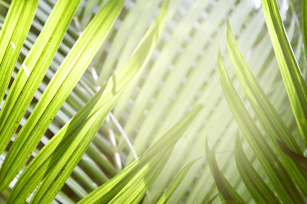 Leaves — Stock Photo, Image