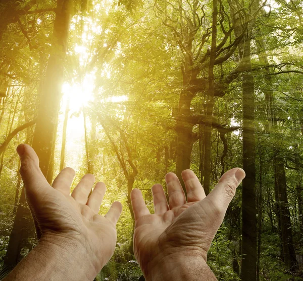 Manos en el bosque — Foto de Stock