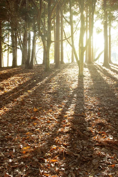 Skogen solljus — Stockfoto