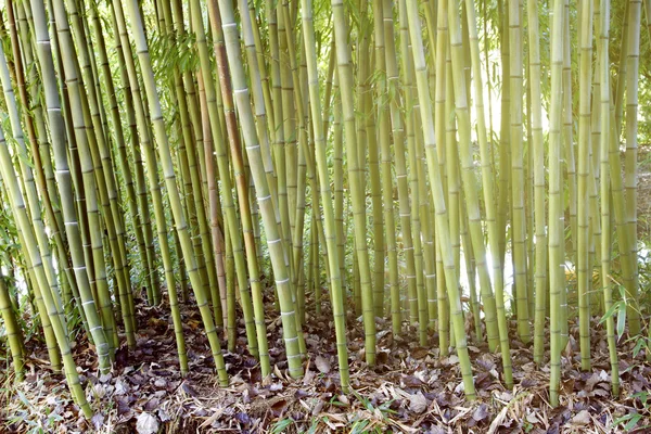 Bambú — Foto de Stock