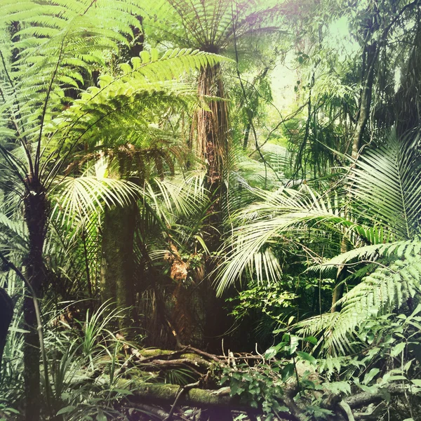 Jungle — Stockfoto