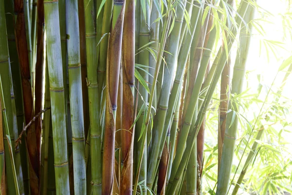 Juicy sugar cane Stock Photos, Royalty Free Juicy sugar cane Images