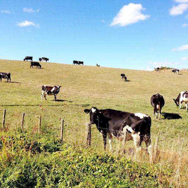 Dairy cows — Stock Photo, Image