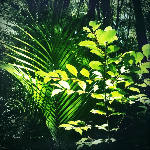 Jungle — Photo