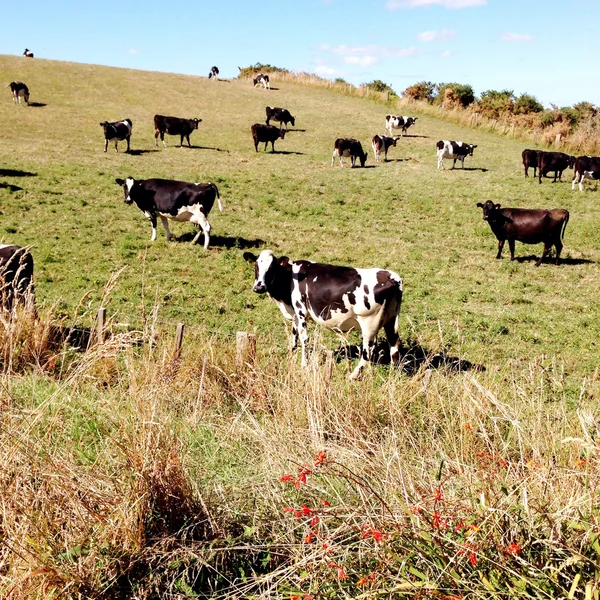 Dairy cows — Stock Photo, Image