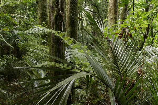 Jungle — Stock Photo, Image