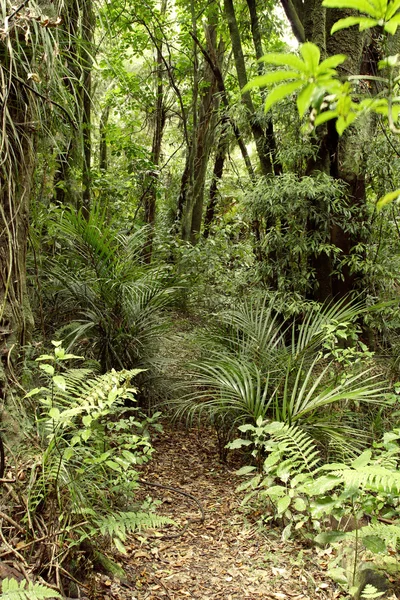 Selva — Fotografia de Stock