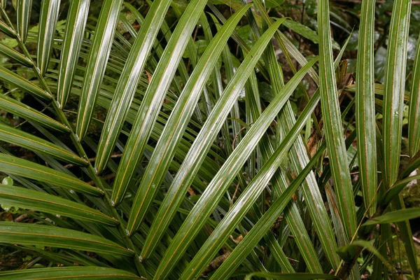 Jungle bladeren — Stockfoto