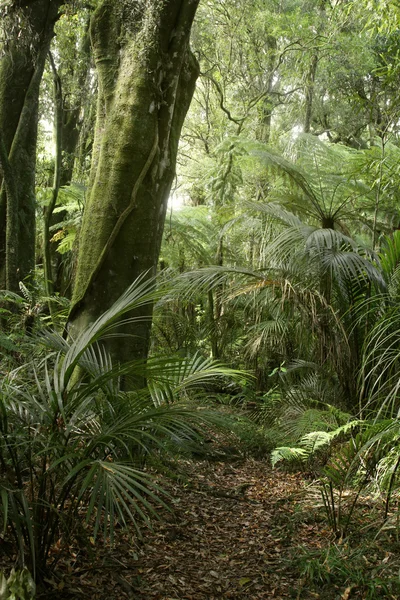 Selva — Fotografia de Stock