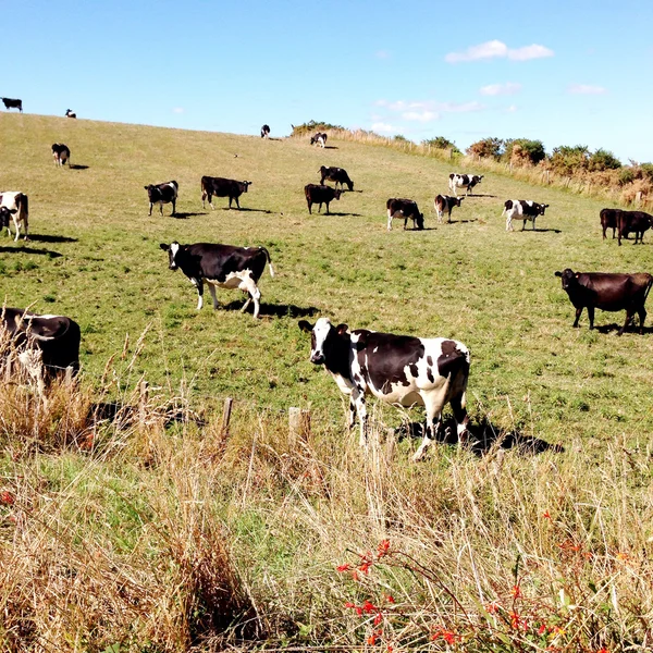 Dairy cows — Stock Photo, Image