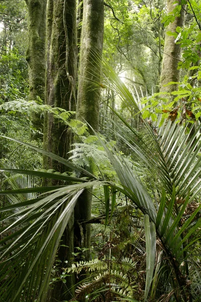 Selva — Fotografia de Stock