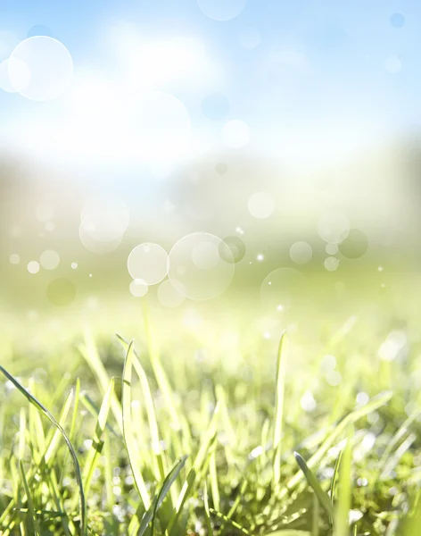 Frühling — Stockfoto