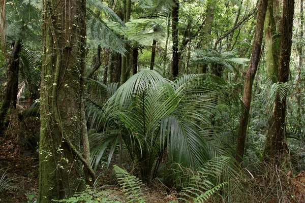 Jungle — Stock Photo, Image