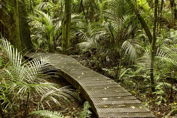 Paseo marítimo del bosque — Foto de Stock