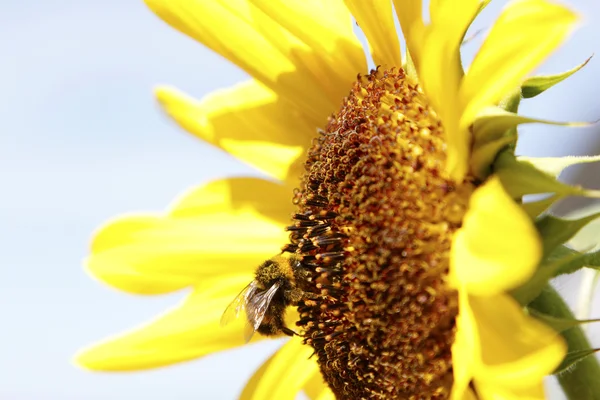 Bee on a flower — Stock Photo, Image