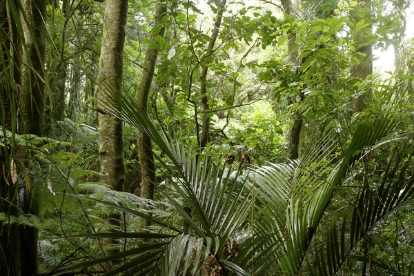 Jungle — Stock Photo, Image