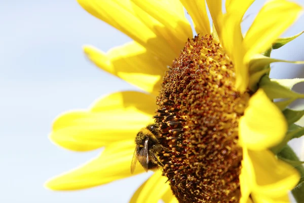 Пчела на цветке — стоковое фото