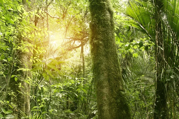 Luz Florestal — Fotografia de Stock