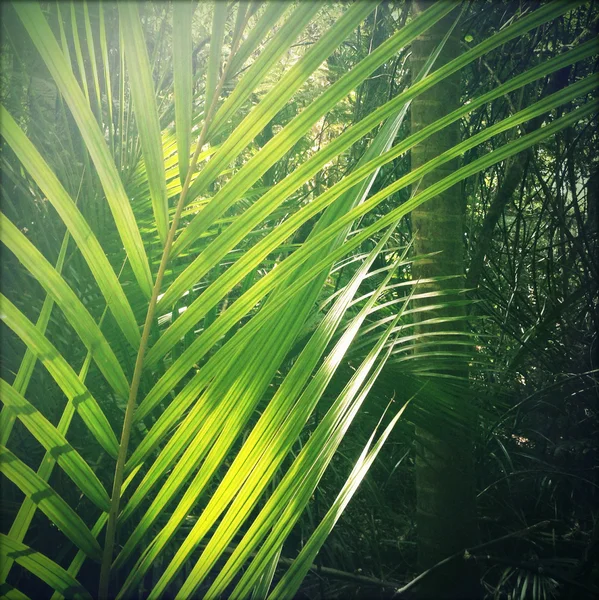 Jungle — Photo