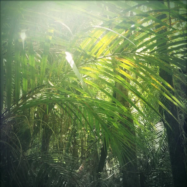 Sluneční světlo džungle — Stock fotografie
