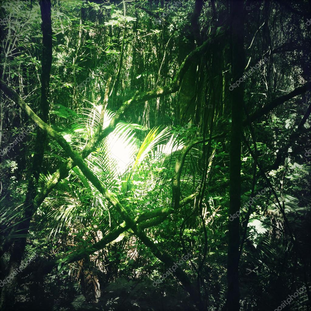 Selva — Foto de stock #70771099 © stillfx, image size:1024x1024