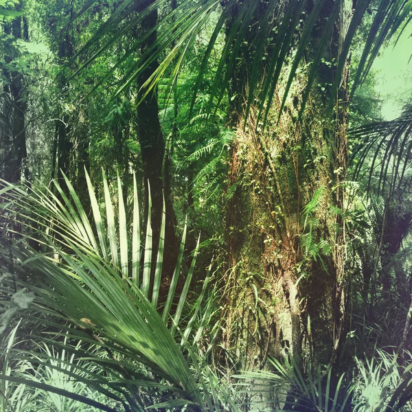 Jungle — Photo