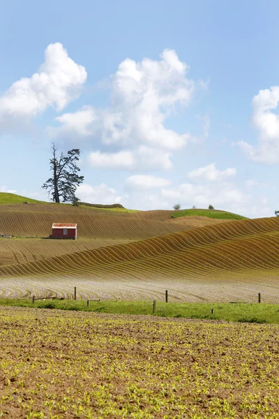 Fienile in campo — Foto Stock