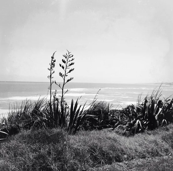 Beach — Stock Photo, Image