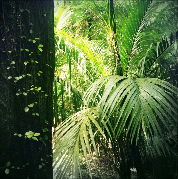 Hutan — Stok Foto