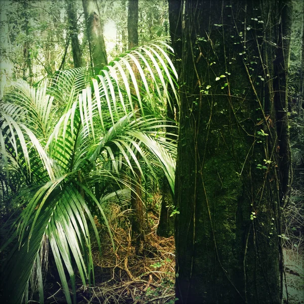 Dzsungel — Stock Fotó