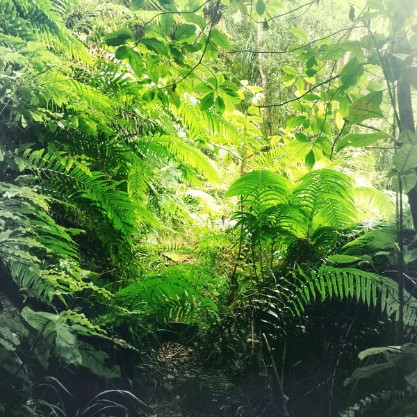 Jungle — Photo