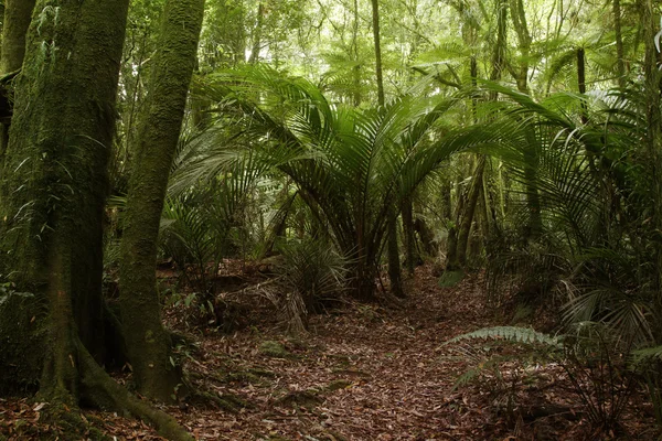 Selva — Fotografia de Stock