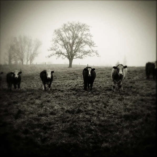 Livestock — Stock Photo, Image